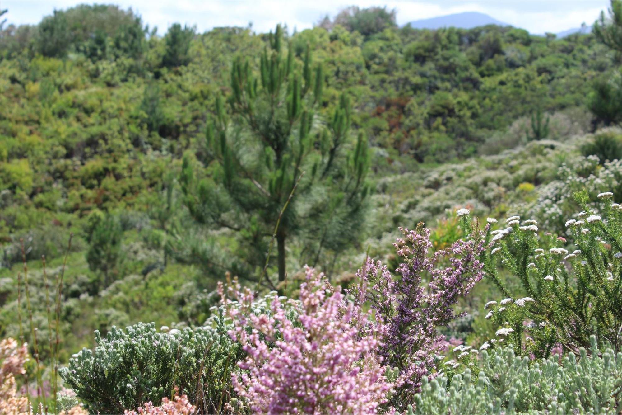 Misty Mountain Reserve Stormsrivier Extérieur photo